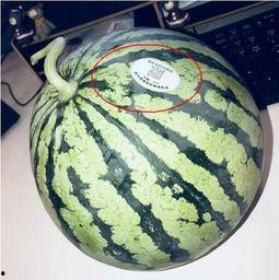 遵义网红吃瓜,揭秘网络红人的幕后故事