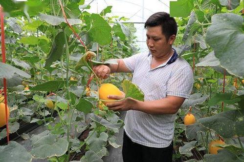 吃网红瓜都在哪吃,揭秘热门美食打卡地