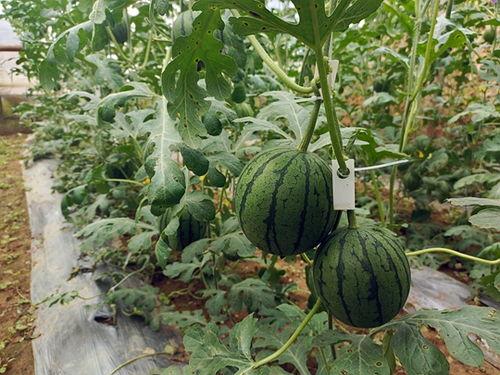 51吃瓜最新官网,揭秘娱乐圈最新热点，带你畅游八卦海洋